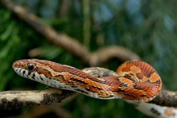 http://leeloo-snakes.cowblog.fr/images/Serpents/4252759.jpg